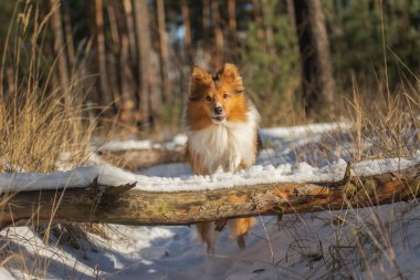 Sheltie karlı bir ormanda devrilmiş bir ağaçtan atlıyor.