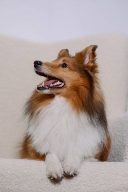 Stüdyoda poz veren güzel Shetland çoban köpeği beyaz arka planda ev eşyalarıyla sahibine bakıyor. Sheltie üreme temsilcisi.