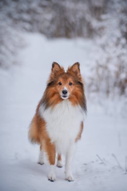 Muhteşem Shetland Çoban Köpeği Karlı ormanda duruyor