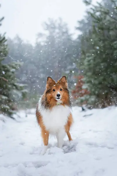 Şiddetli kar yağarken ormanda sevimli bir köpeğin inanılmaz portresi. Küçük pofuduk bir Sheltie ile kış yürüyüşü, arka planda soğuk orman manzarası. Etrafta uçuşan kar taneleri. Yüksek kaliteli kopya alanı fotoğrafı.