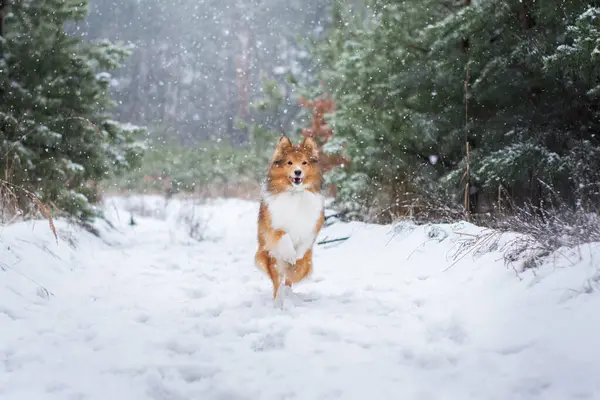 Amazing portrait of a cute dog running in the woods during heavy snow. Winter walk with a small fluffy Sheltie, cold forest landscape on the background. Snowflakes flying around. High quality copy space photo.