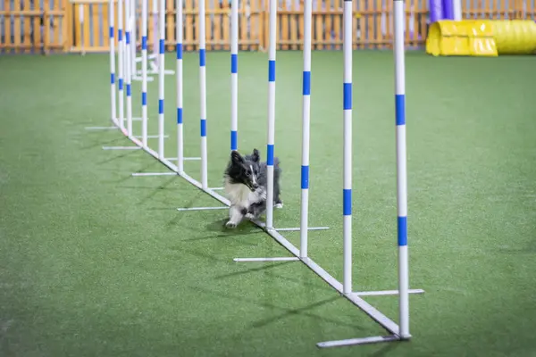 Köpek çevikliğinde bir Sheltie 'nin eğitimi. Yarışmada engelleri aşan geleceğin şampiyonu, hızlı ve enerjik evcil hayvan.