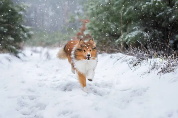 Amazing portrait of a cute dog running in the woods during heavy snow. Winter walk with a small fluffy Sheltie, cold forest landscape on the background. Snowflakes flying around. High quality copy space photo.