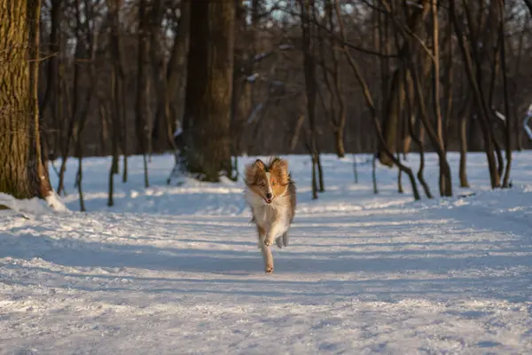 Cute red-haired puppy running in snowy forest. Active Shetland sheepdog with blue eyes having fun in the nature with beautiful sunny winter landscape on the background. Horizontal copy space picture.