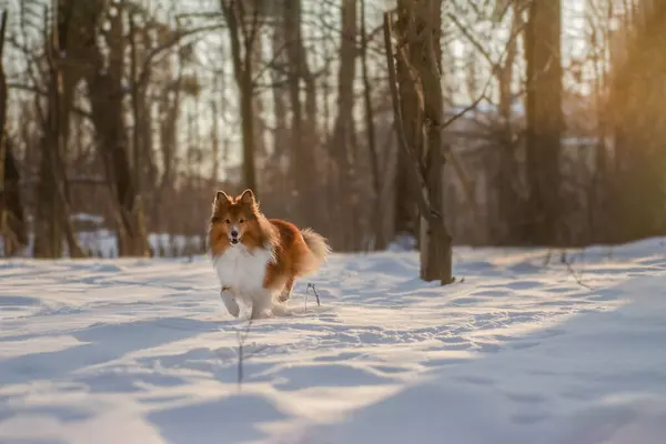 Small red-haired dog running in snowy forest. Sheltie walking in nature with beautiful winter landscape background and lots of warm evening sunlight. Wide horizontal picture, copy space.