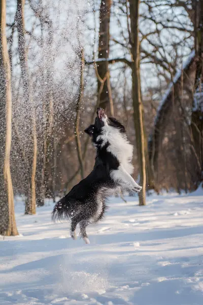 Küçük köpek Sheltie yükseğe zıplıyor ve ormanda kar yakalamaya çalışıyor. Kış manzarası.