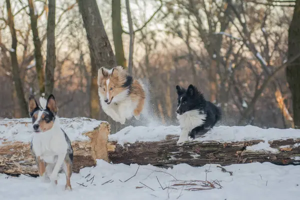 Three dogs jumping together at the same time in winter forest. Sunny snowy background, a walk on nature with Shelties and a Border Collie. Dogs of the smartest breeds from the same kennel. Wide horizontal picture, copy space.