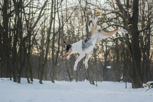 Dog jumping high and playing with the snow in the winter forest. Border Collie pet on nature during a walk in park.