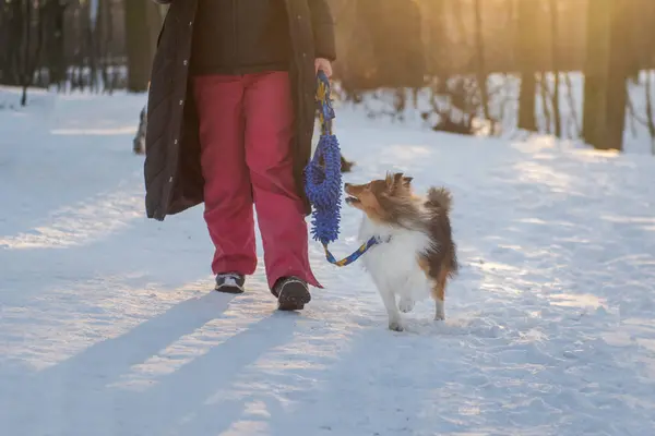Woman walking in winter park with a pet dog on a leash with a toy. Dog training on beautiful sunset background.