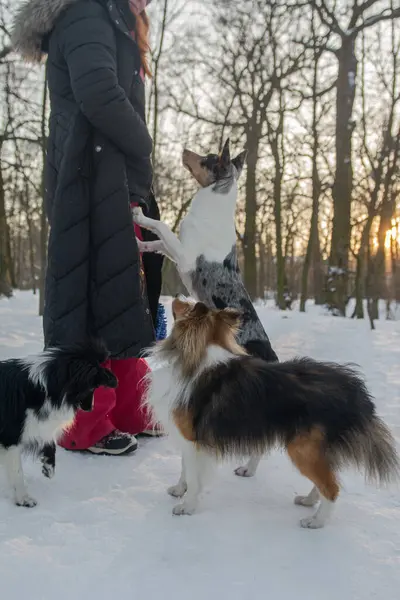 Kış ormanında köpekleriyle birlikte bir kız. Ormanda yürürken