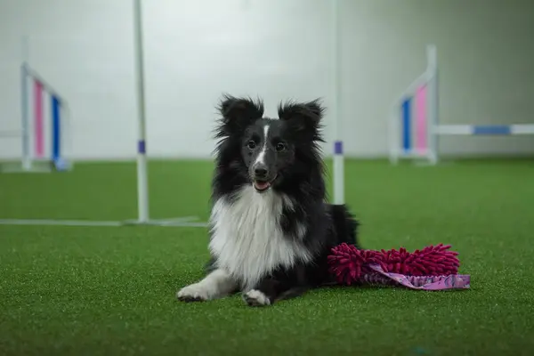 Shetland Çoban Köpeği bir köpek eğitim merkezinin çeviklik sahasında yatıyor ve dinleniyor. 