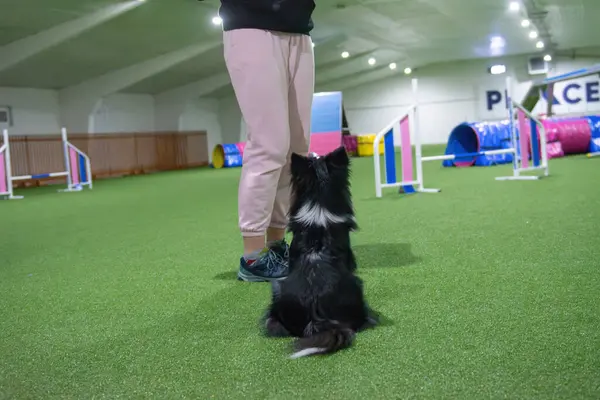 Güzel Shetland çoban köpeği oturuyor ve sahibine bakıyor çeviklik kursu yarışmasına hazırlanıyor.