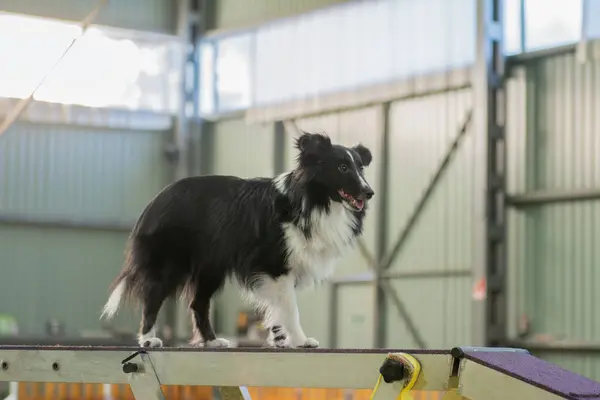 Güzel Shetland çoban köpeği köpek eğitim merkezinde çeviklik sahasında poz veriyor. Sheltie üreme temsilcisi