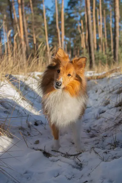 Şirin Shetland Çoban Köpeği burnunda bir kar tanesiyle ormanda duruyor.. 