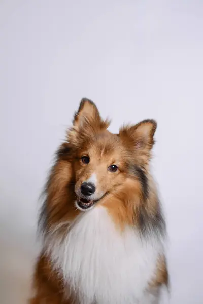 Shetland Çoban Köpeği beyaz arka planda stüdyoda poz veriyor. Sheltie üreme temsilcisi, kopyalama alanı