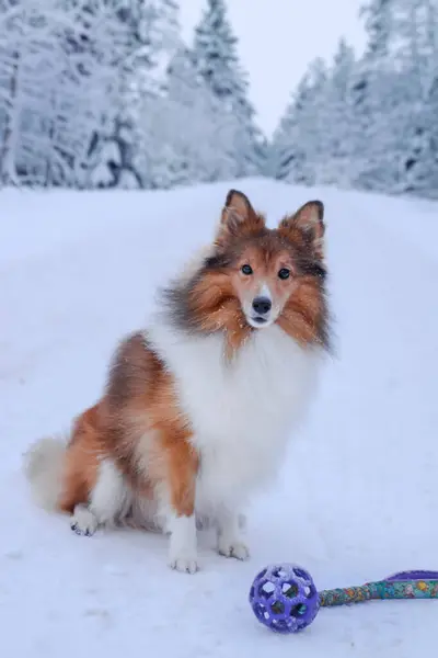 Muhteşem Shetland Çoban Köpeği oturuyor ve sahibinden karlı dağlarda oynamasını istiyor..