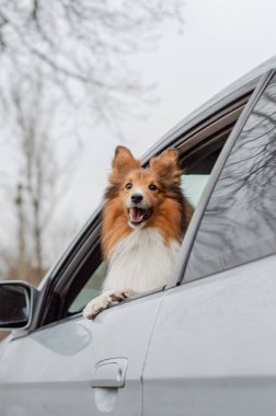 Küçük kabarık tüylü köpek ailesiyle tatile çıkıyor. Shetland Çoban Köpeği arabanın içinde oturuyor ve mutlu bir gülümsemeyle arabanın camından dışarı bakıyor..