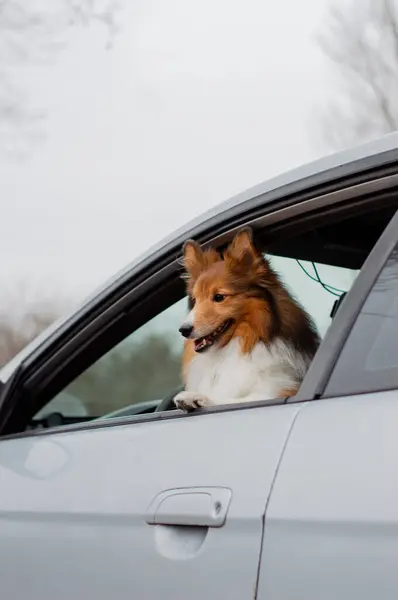 Küçük kabarık tüylü köpek ailesiyle tatile çıkıyor. Shetland Çoban Köpeği arabanın içinde oturuyor ve mutlu bir gülümsemeyle arabanın camından dışarı bakıyor..