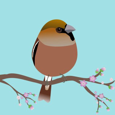 A very cute hawfinch bird in the shape of an egg. Soft green background. The bird sits on a branch with pink blossoms.