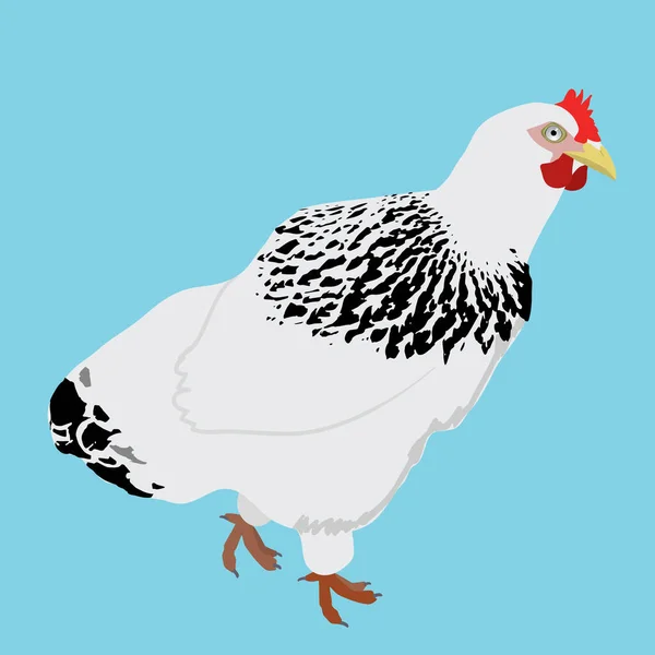 Biały Kurczak Czarnymi Piórami Ptak Patrzy Ciebie Intensywnie Niebieskie Tło — Wektor stockowy