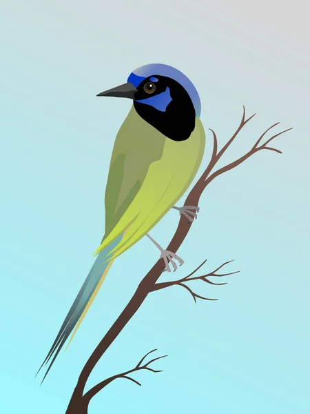 緑のジェイのベクトルイラスト 鳥は斜めの枝に羽を伸ばし左を見る — ストックベクタ