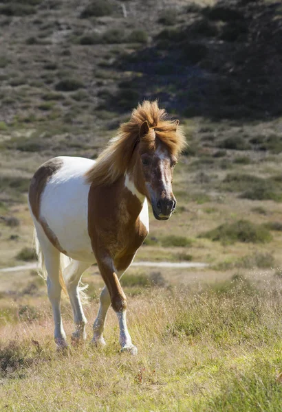 一匹在田野里散步的小马他的胡子在风中飘扬 — 图库照片