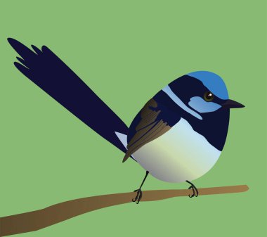 A very cute superb fairywren bird in the shape of an egg. Green background. The bird sits on a branch. clipart