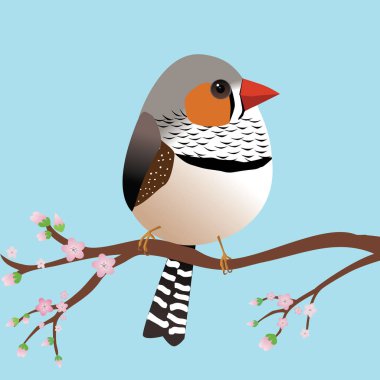 Yumurta şeklinde çok şirin bir zebra ispinozu. Mavi arka plan. Kuş pembe çiçekli bir dala oturur.