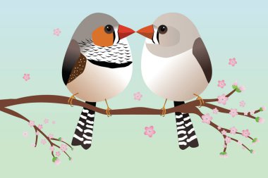 Yumurta şeklinde şirin bir çift zebra ispinozu. Mavi arka plan. Çift pembe çiçekli bir dalın üzerinde oturuyor. Gagaları birbirine değiyor..