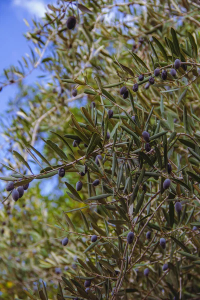 大橄榄树 枝条上有橄榄 — 图库照片
