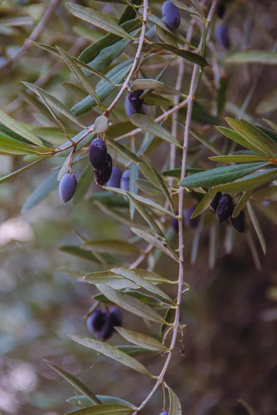 以色列境内有结果的橄榄树 — 图库照片