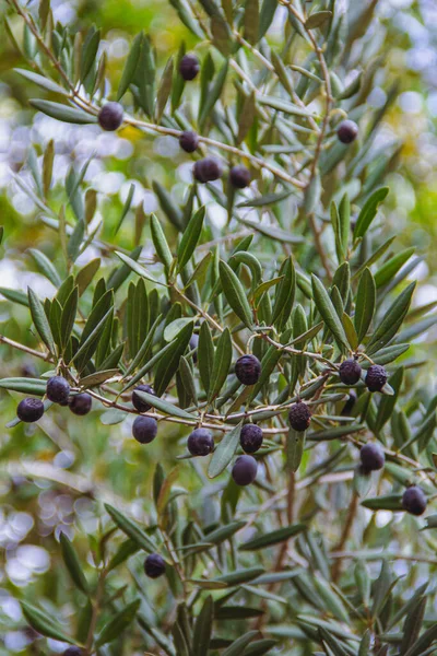 在以色列的树枝上有成熟的橄榄 — 图库照片