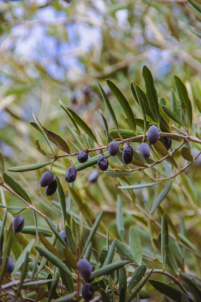 橄榄在枝条上成熟 — 图库照片