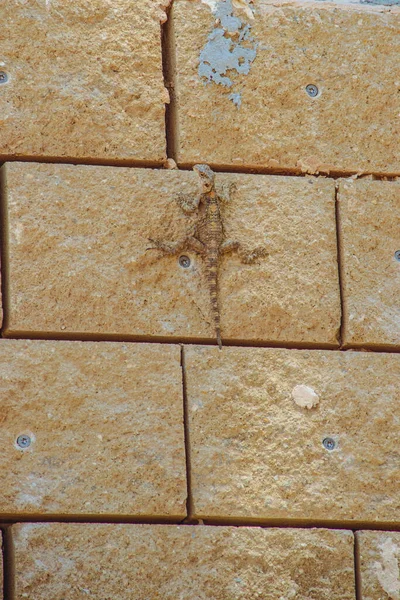 Sand Lizard Wall Israel — Stock Photo, Image