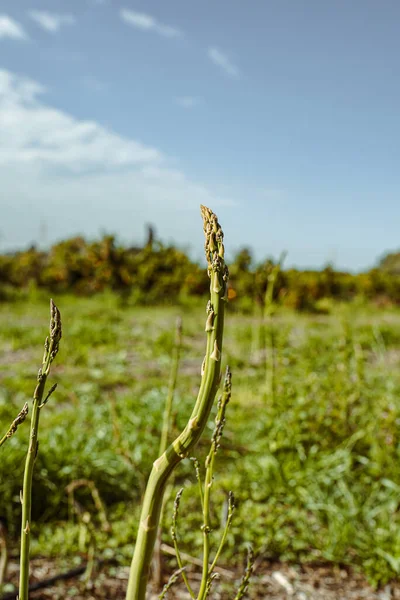 Plantacja Zielonych Szparagów Izraelu — Zdjęcie stockowe