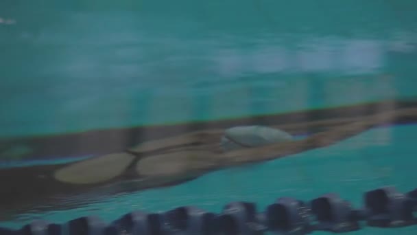 Úszó Elkezdi Freestyle Úszást Versenyen — Stock videók