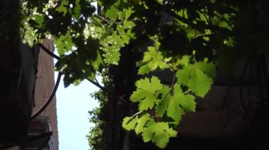 Olgun üzümlerle dolu yeşil sarmaşık.