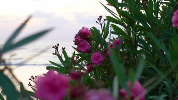 Deniz Günbatımına Karşı Güzel Çiçekler — Stok video