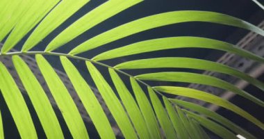 Bir ışık demetinde bir palmiye yaprağı