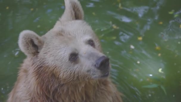 Καφέ Αρκούδα Κολυμπάει Στο Νερό — Αρχείο Βίντεο