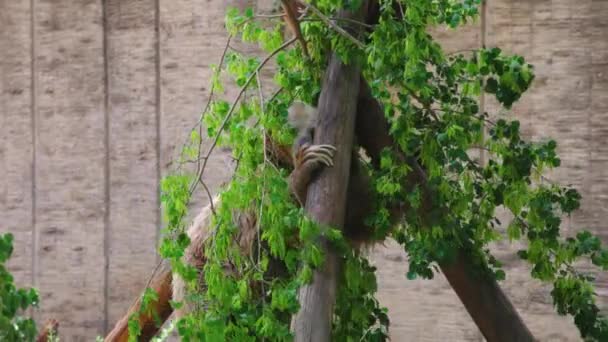 Braunbär Reibt Sich Zoo Mit Dem Rücken Baum — Stockvideo