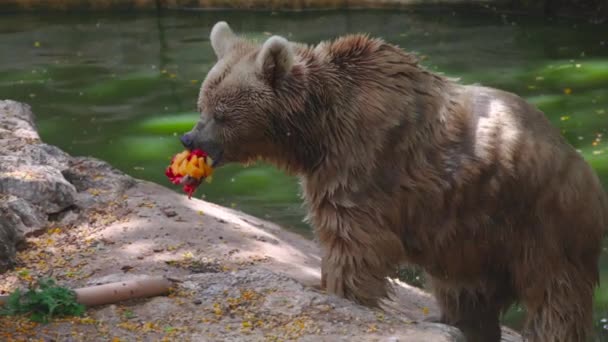 Καφέ Αρκούδα Πάει Φάει Φρούτα — Αρχείο Βίντεο