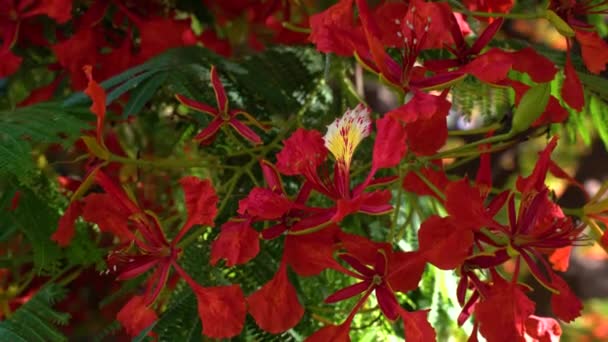 Árvore Delonix Vermelho Brilhante Floresce Israel — Vídeo de Stock