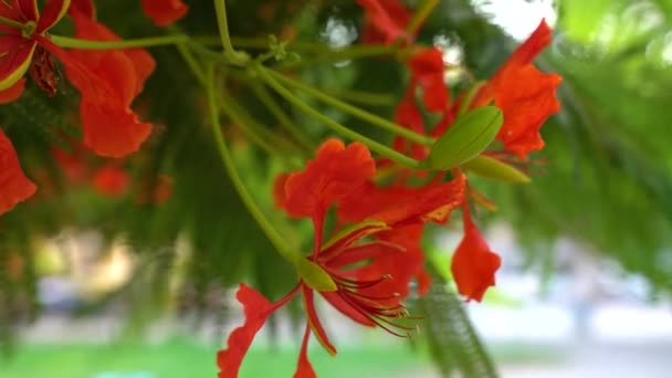 Flor Vermelha Brilhante Delonix Regia Árvore Florescente — Vídeo de Stock