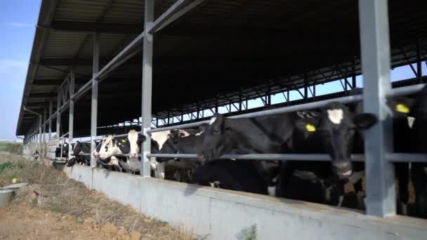 Las Vacas Están Masticando Heno Granero — Vídeos de Stock