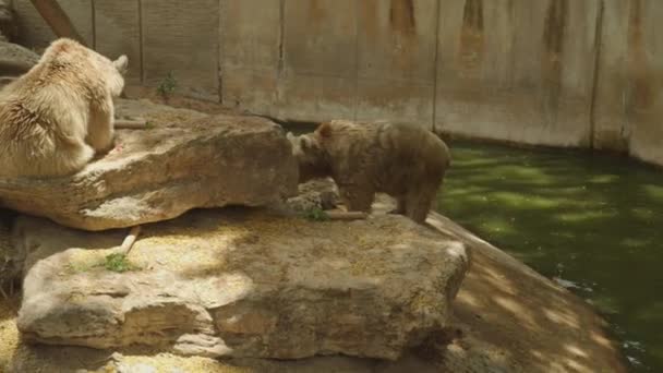 Due Orsi Nello Zoo Che Salgono Una Roccia — Video Stock