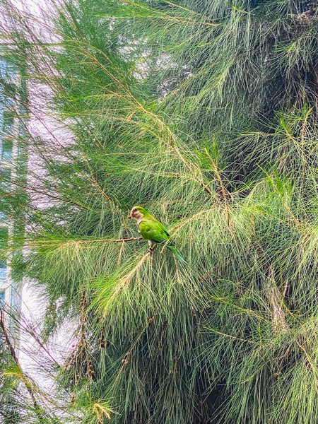 Green monk parakeets on the tree in Israel