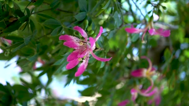 Вертикальное Видео Розовых Цветов Дереве Баухиния Израиле — стоковое видео