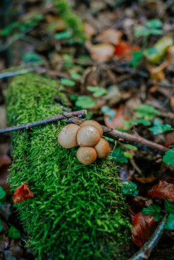 Alman Alpleri 'nin ormanında ağaç kabuğunda balon mantarı ailesi.