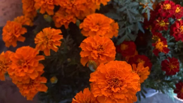 Vista Cercana Flores Cempasuchil Naranja Marygolds —  Fotos de Stock